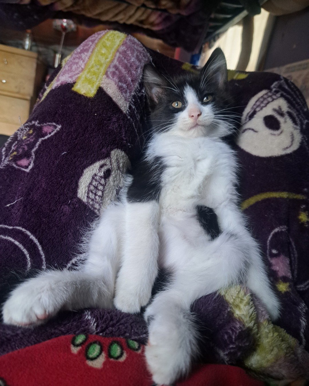 Bramble. Cushion, Home Decor, Couch, Furniture, Cat, Kitten