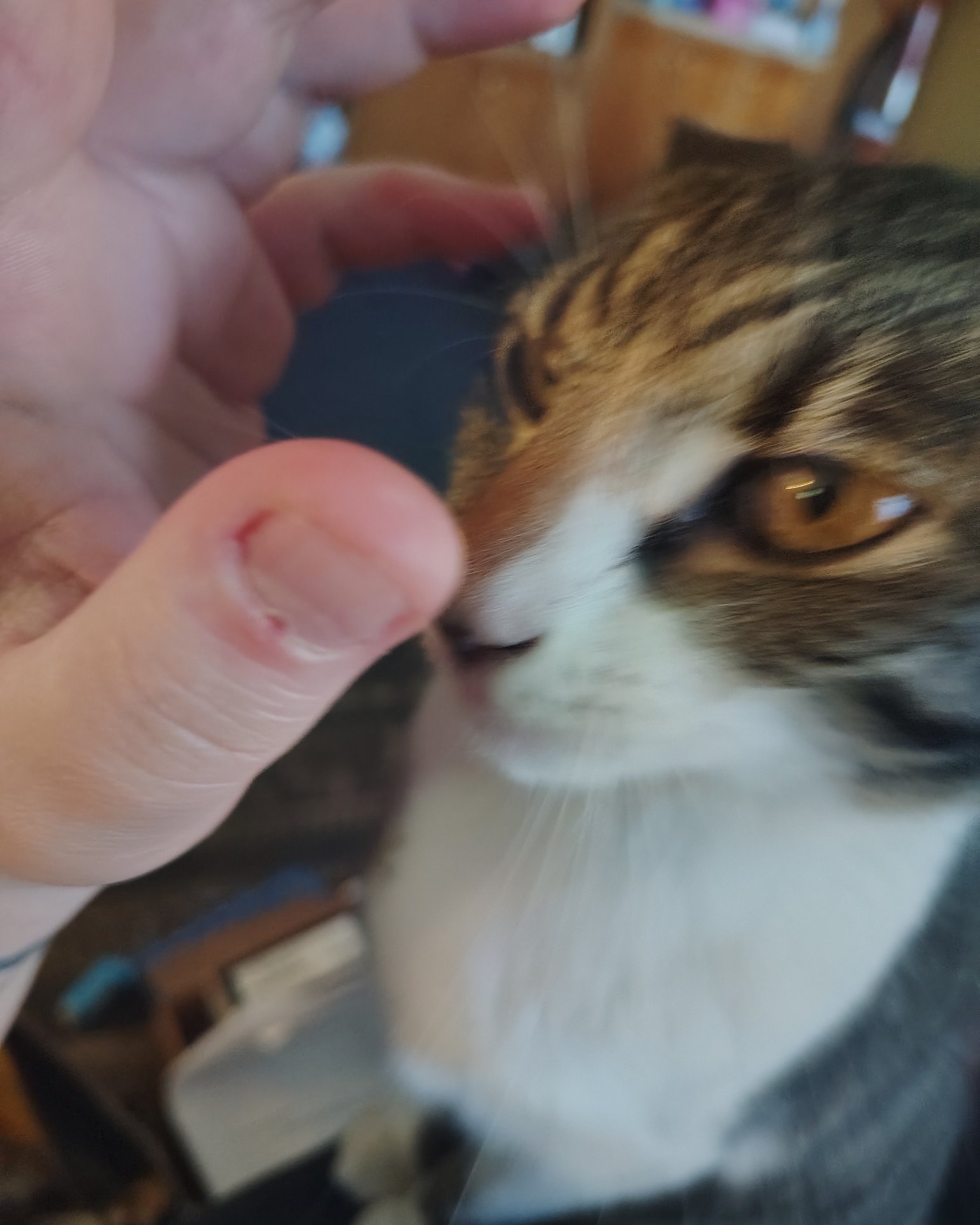 Athena. Body Part, Finger, Hand, Person, Cat, Kitten