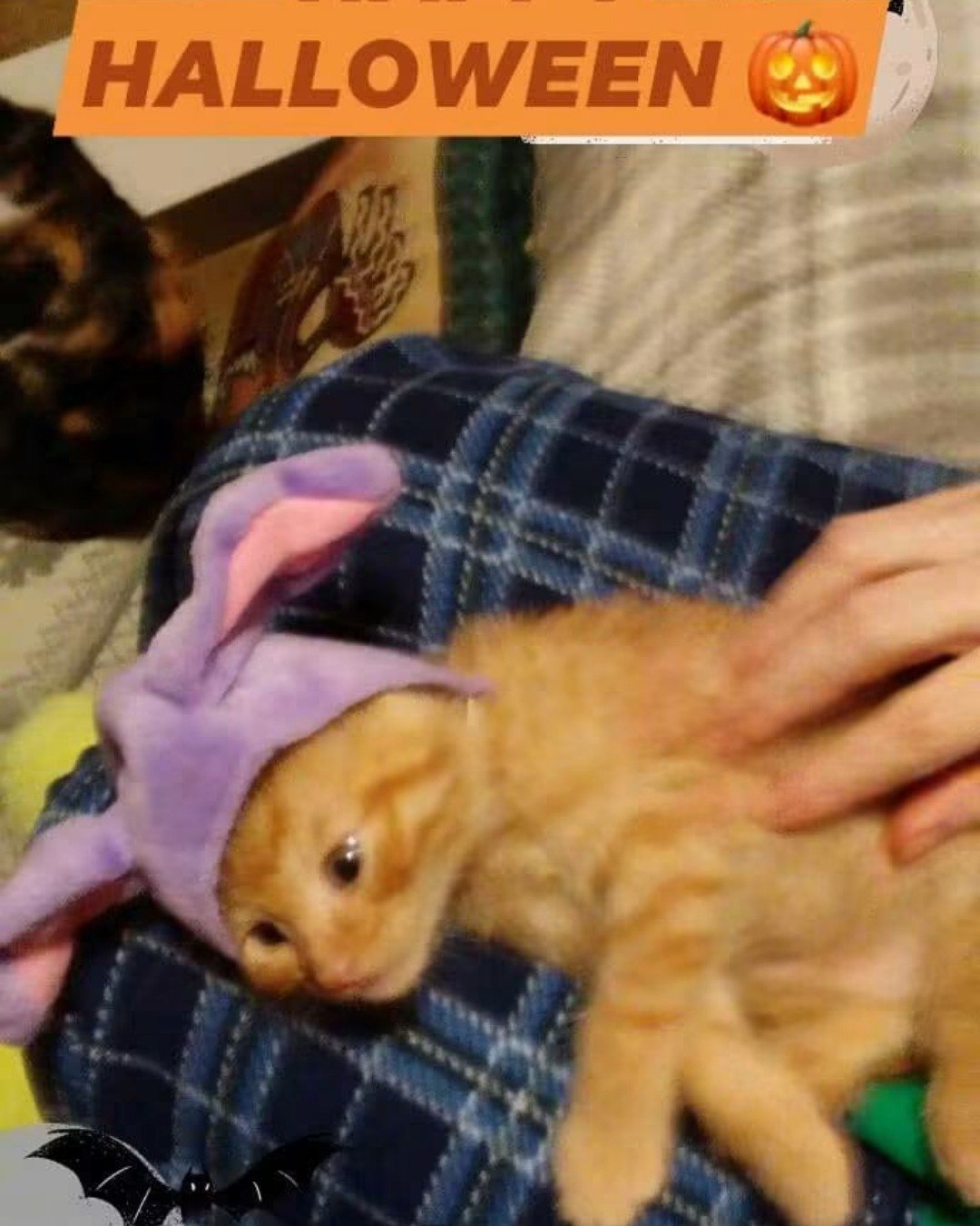Tiger the tabby. Dog, Cat, Kitten