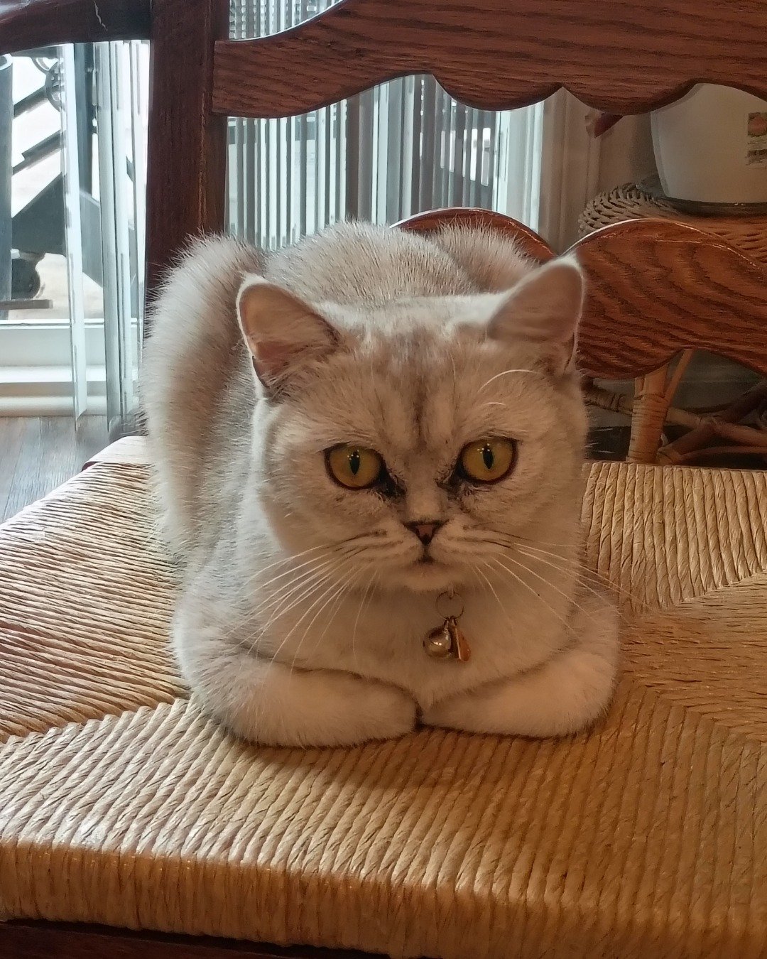 Chai the British Shorthair. Wood, Cushion, Home Decor, Cat, Hardwood, Furniture