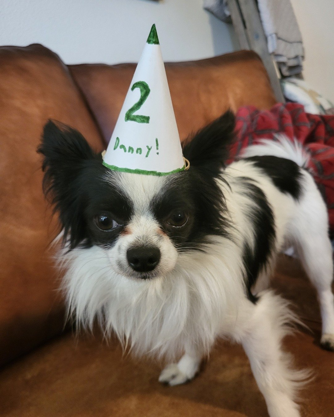 Danny the Long haired Chihuahua. Clothing, Hat, Dog, Person