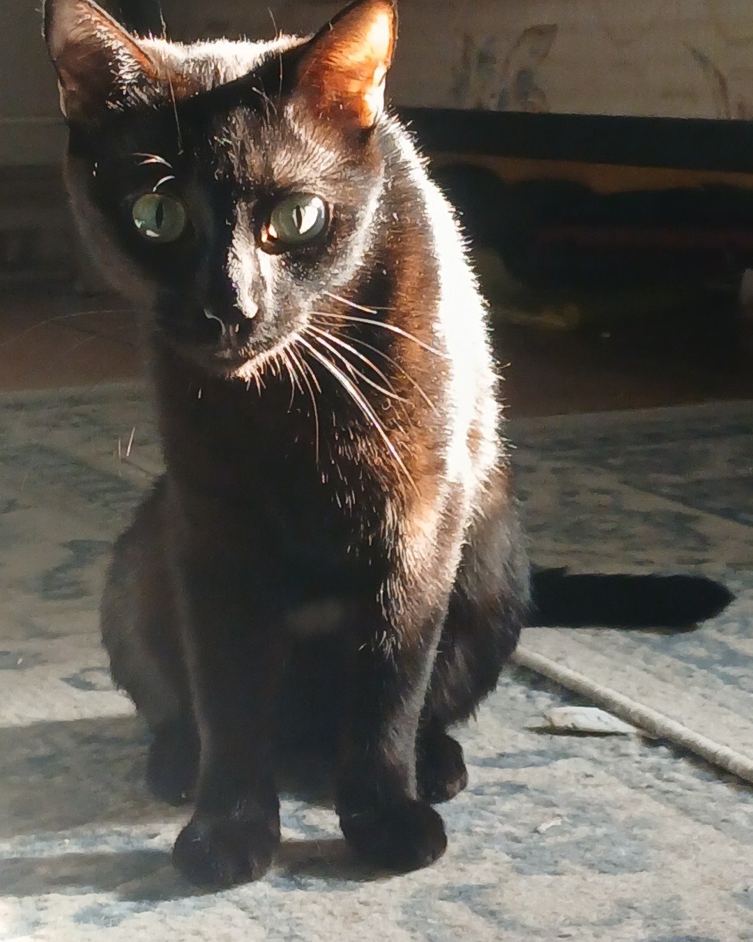 Enderchest the Shorthair Burmese cross. Cat, Black Cat
