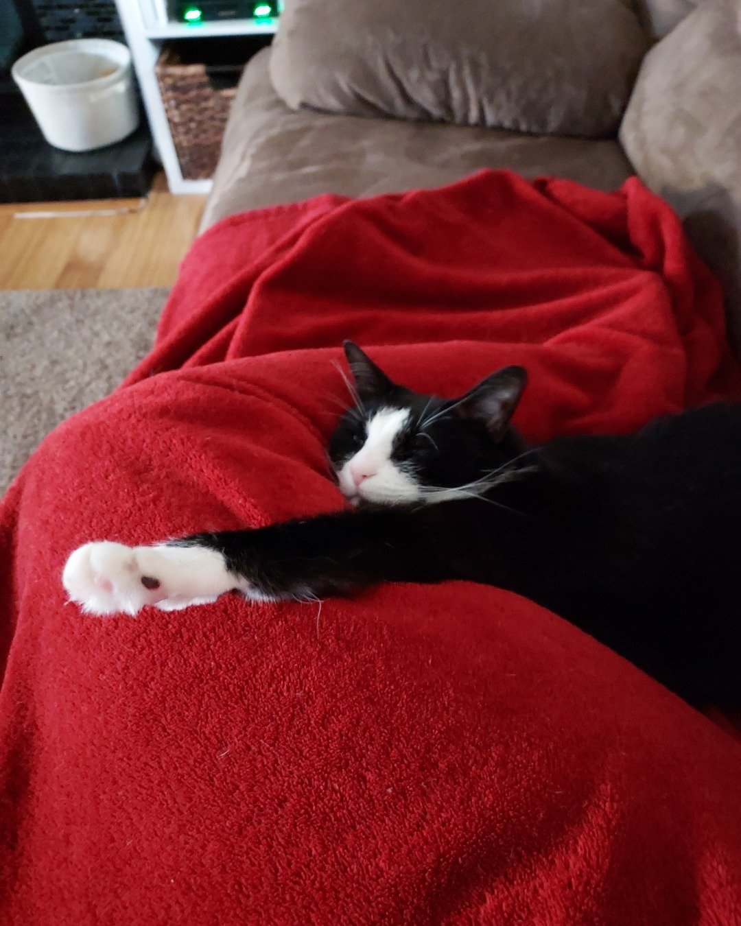 Nico di Angelo. Blanket, Couch, Furniture, Cat