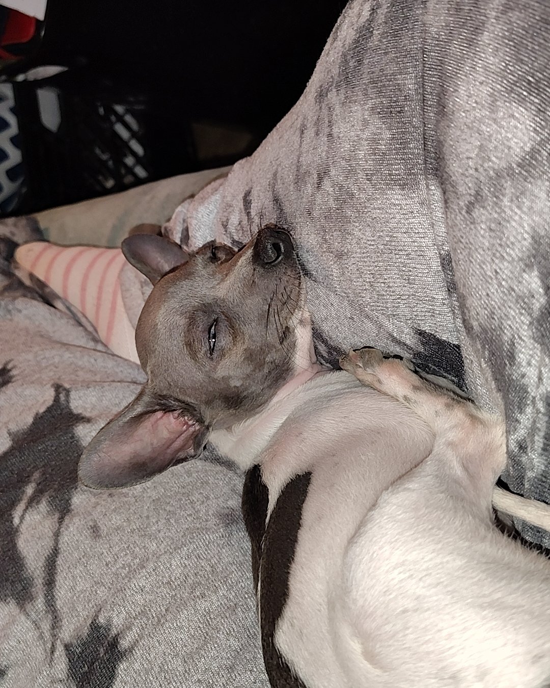 Charlie the chiweenie puppy. Dog, Puppy, Couch, Furniture, Blanket, Hound