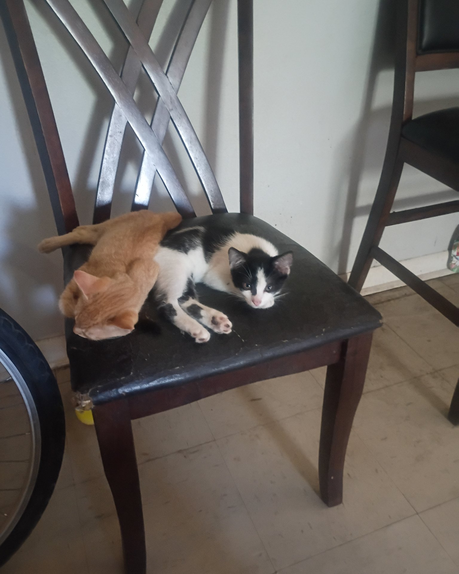Goldie & Cleo 🐱😽 the Kittens. Wood, Furniture, Chair, Dining Table, Table, Cat