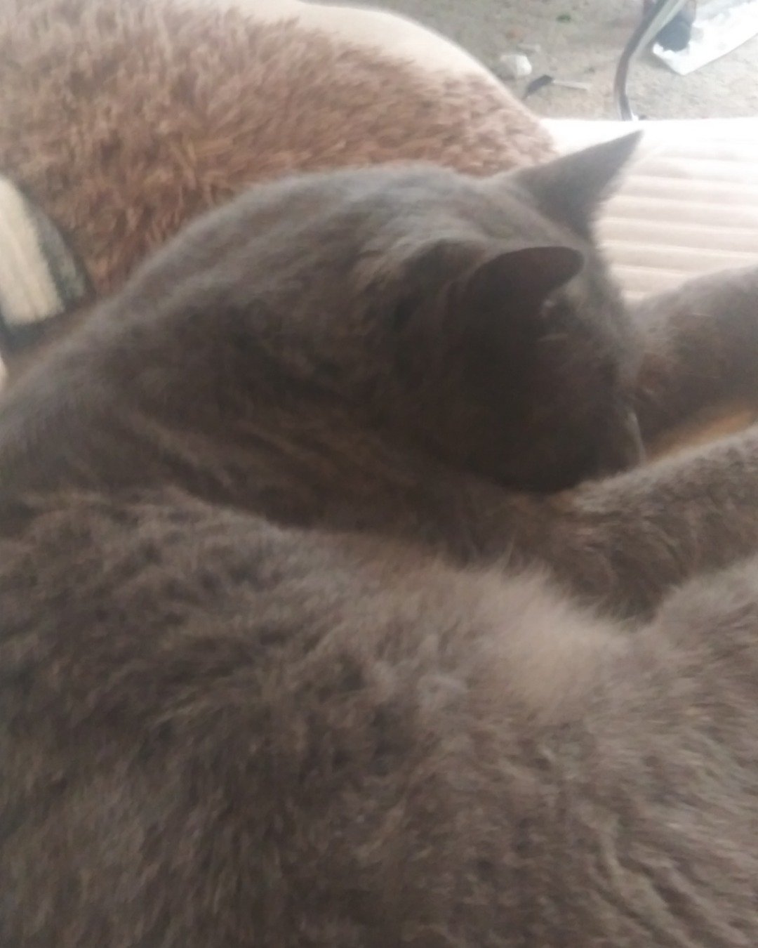 scoot. Cat