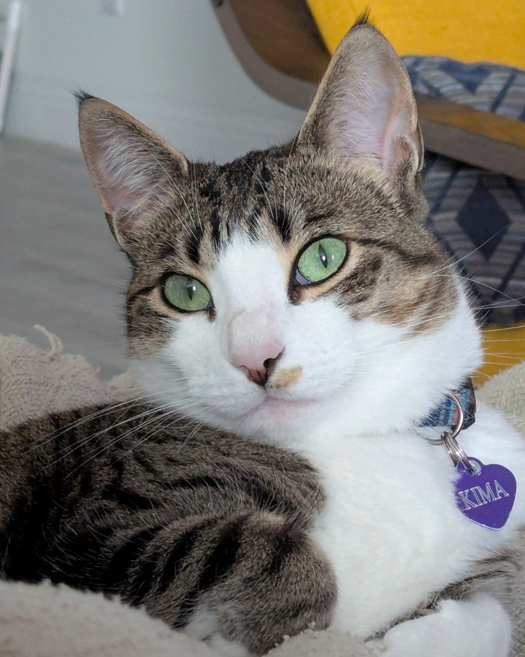 Kima the Piebald Shorthair. Cat, Abyssinian