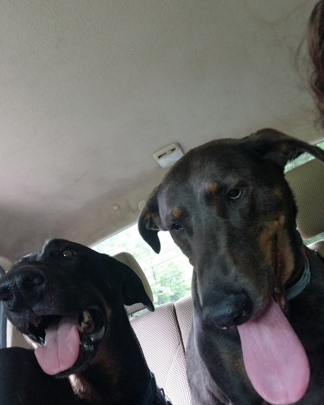 fixet the mix. Dog, Hound, Body Part, Mouth, Person
