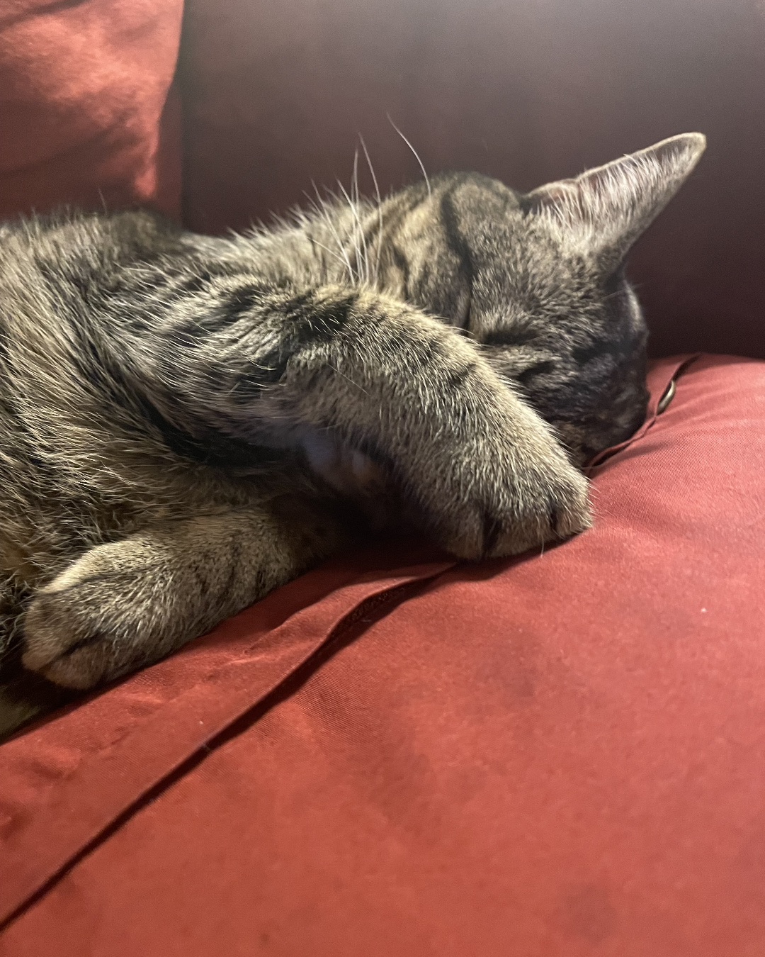 ReyRey — Person, Sleeping, Couch, Furniture, Cat, Cushion