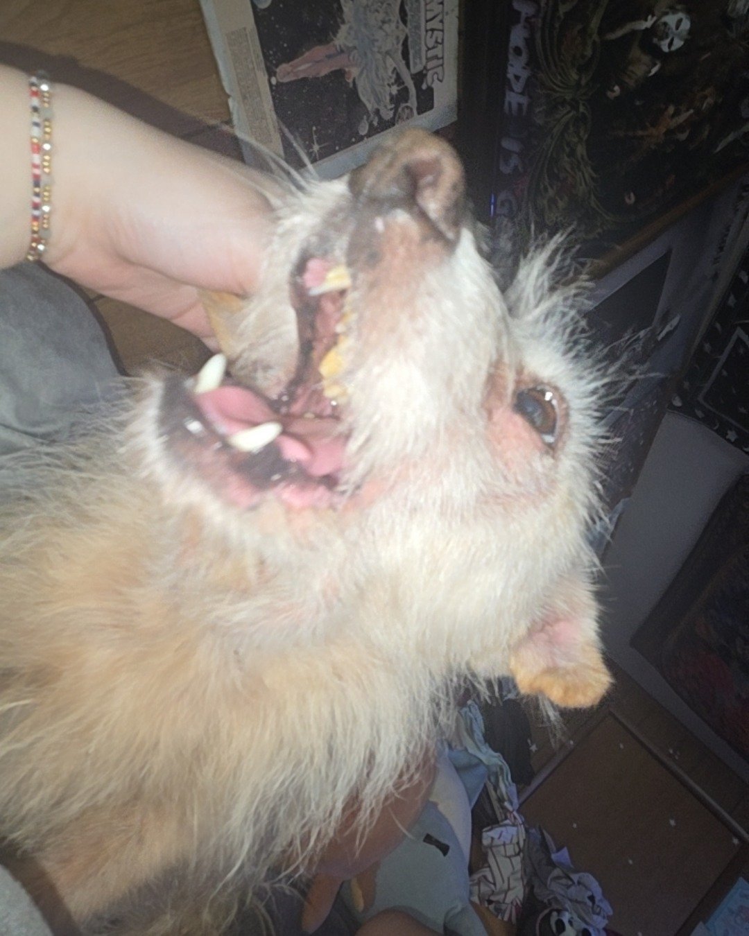 Kitkat aka crusty the Mutt. Dog