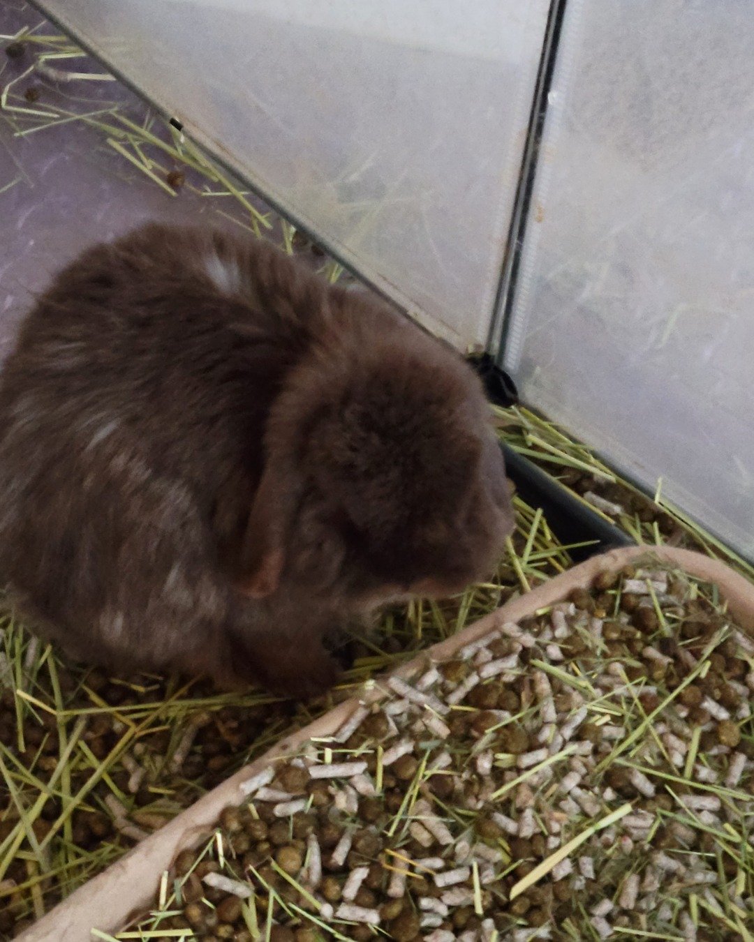 CinnaBun. Rodent, Rat, Rabbit