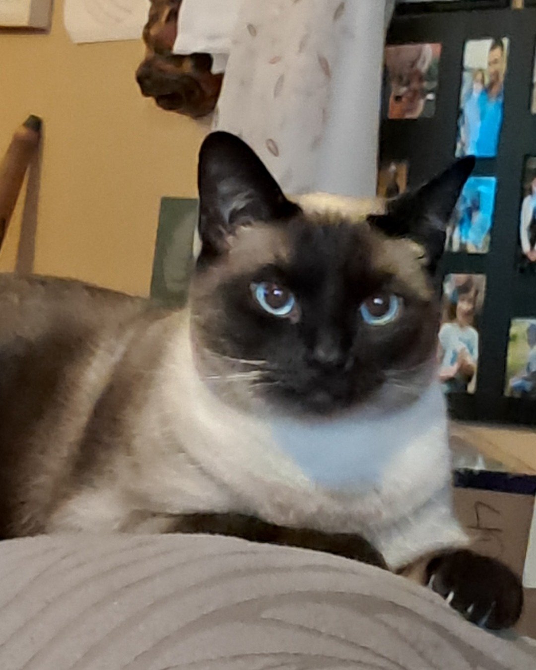Luna🌙💫 (twin of Stella) the Siamese. Cat, Siamese, Person