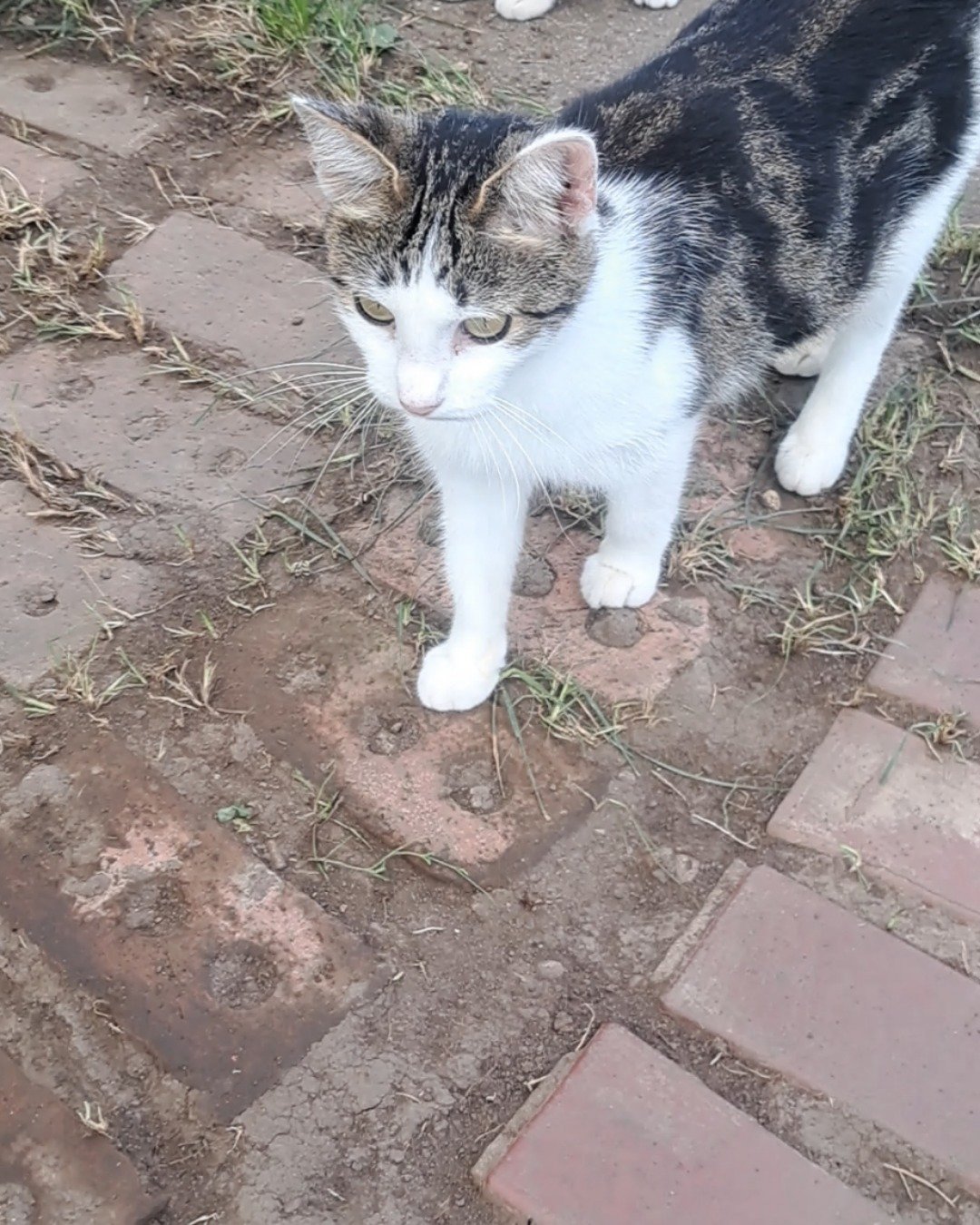 Queen. Brick, Path, Walkway, Slate, Flagstone, Cat