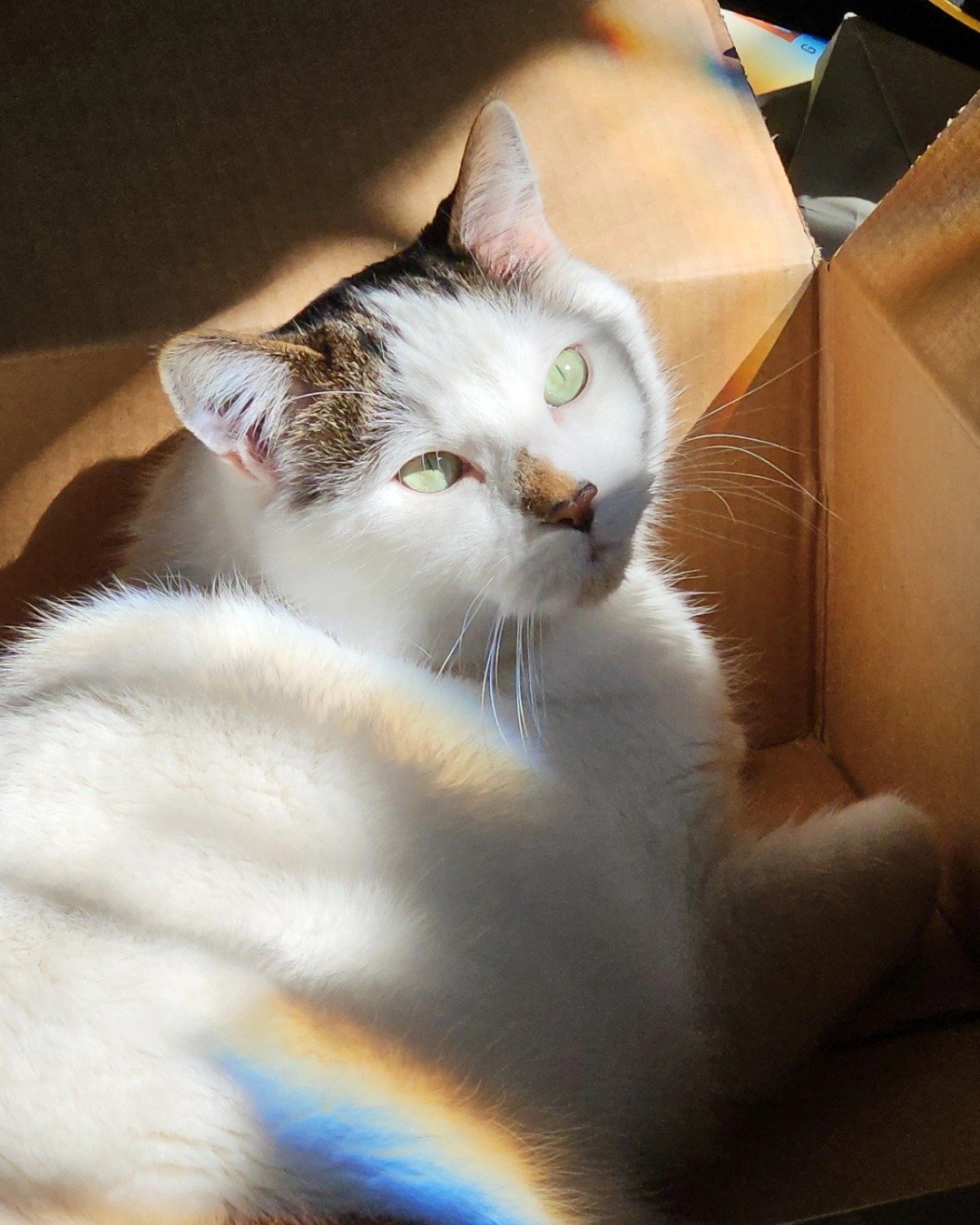 Braxton the domestic shorthair. Box, Cat