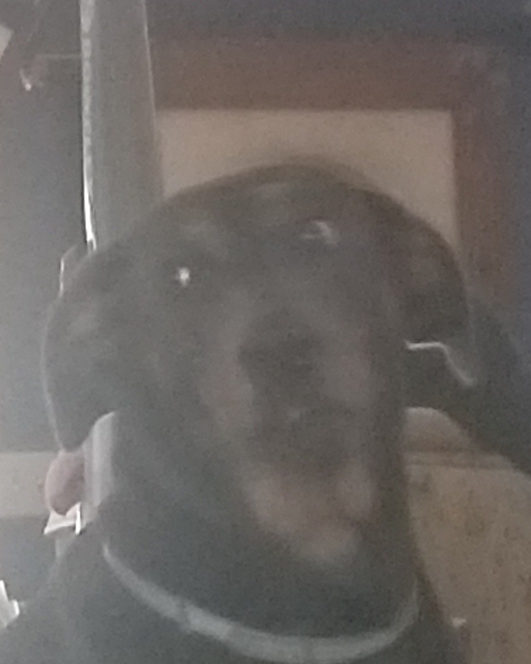 fixet the mix. Person, Helmet, Dog, Puppy