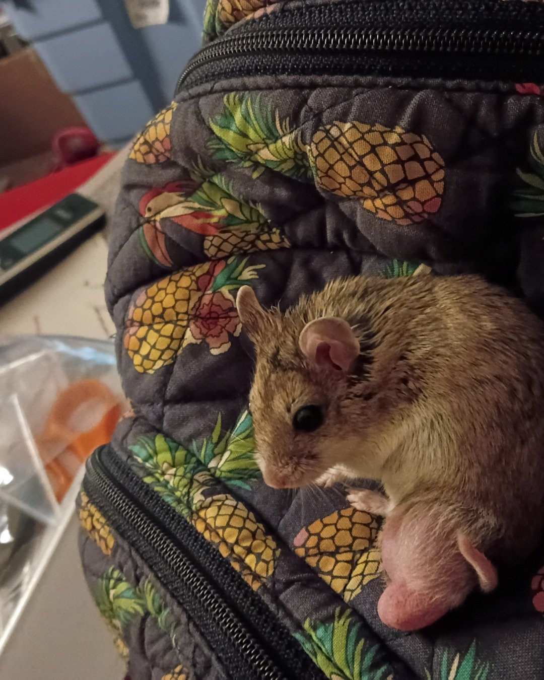 sam the cambell dwarf hamster. Rat, Rodent