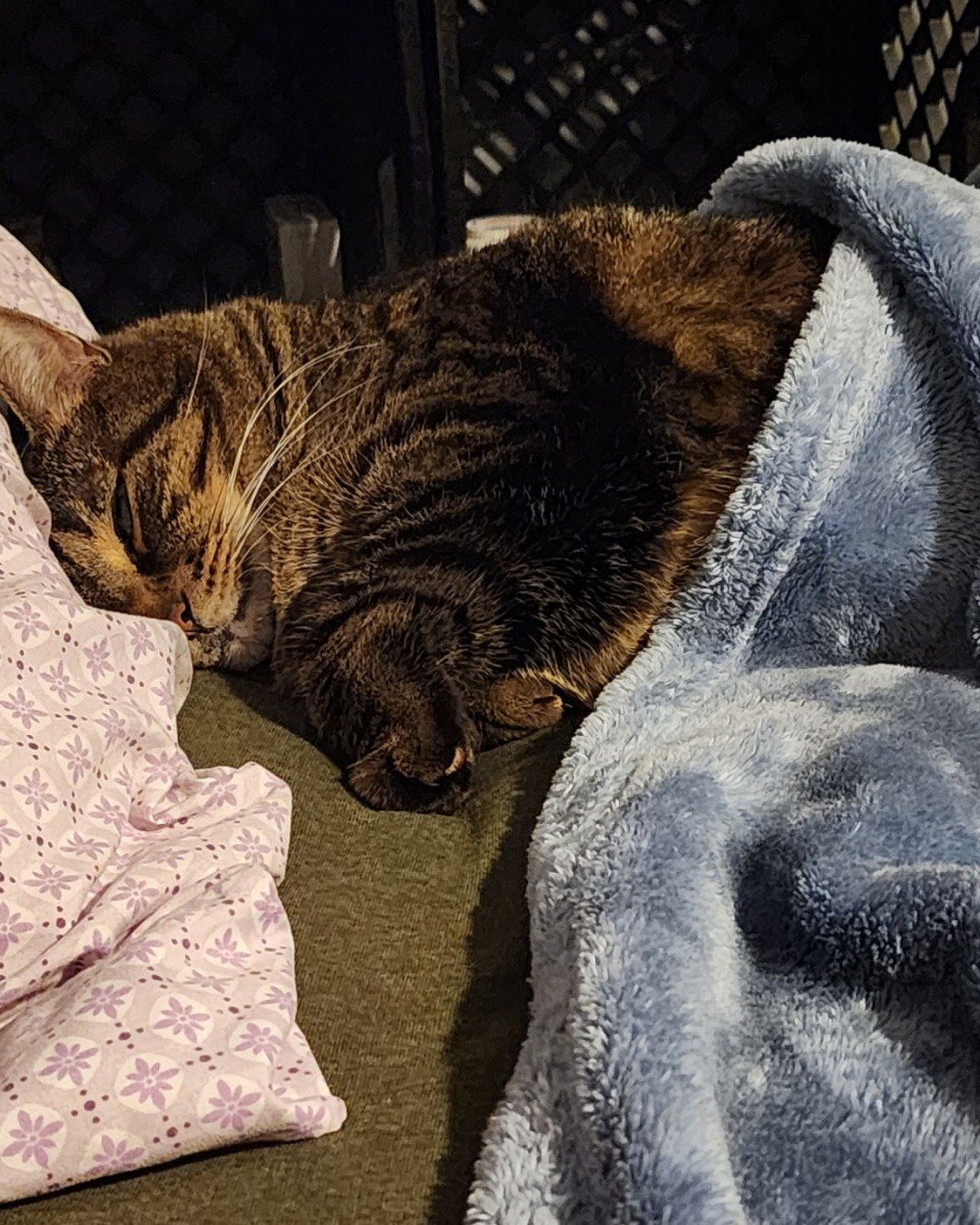 Rick. Blanket, Cat