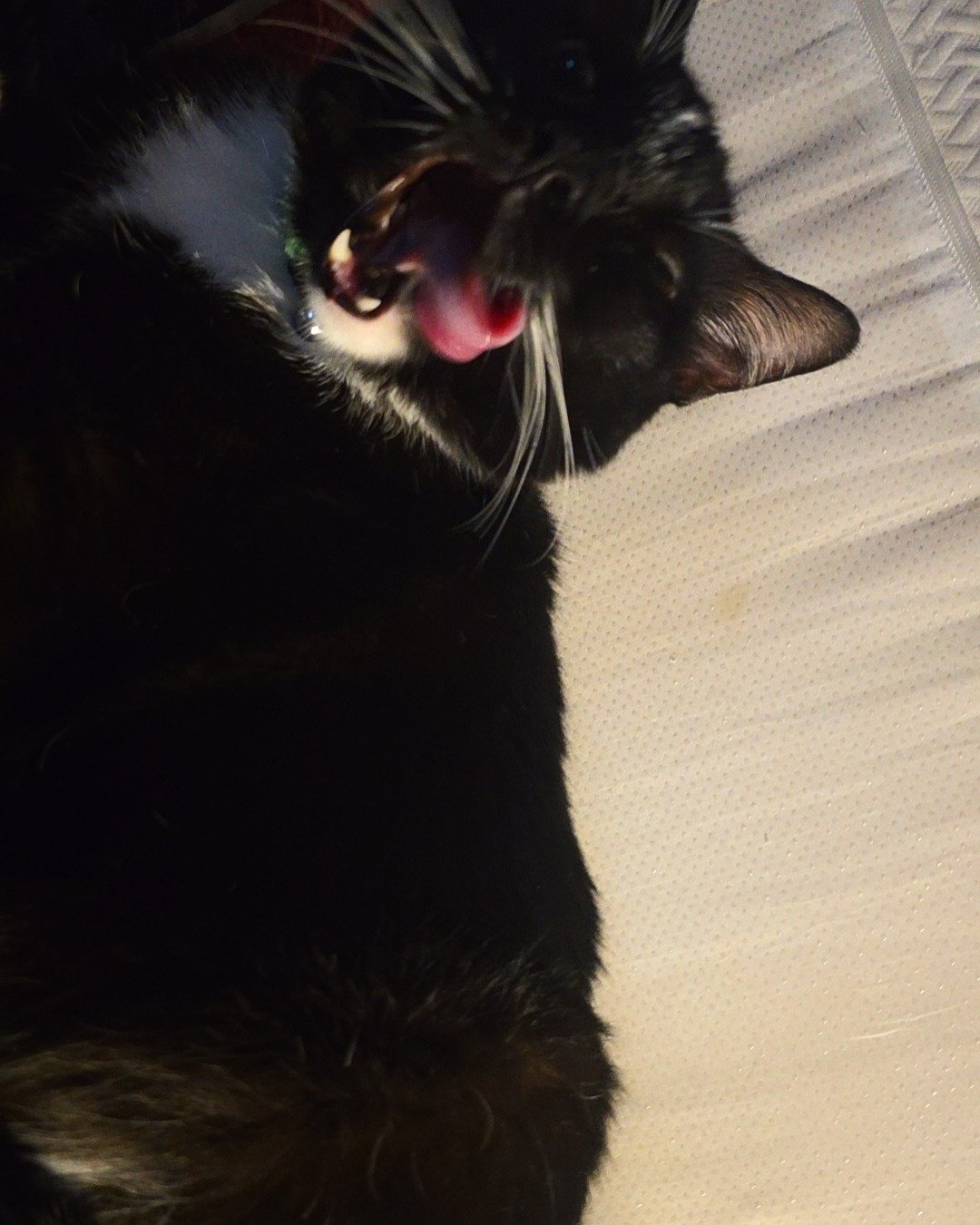 Mr.Pickles the Tuxedo cat. Body Part, Mouth, Person, Teeth, Cat, Tongue
