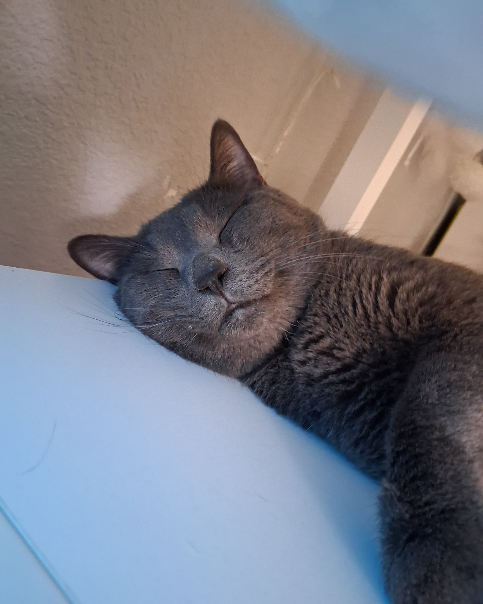 Fluffer/Asher/Namour the domestic short hair cat/Tuxedo cat/Chartuex. Cat, Person, Sleeping, Manx, Abyssinian