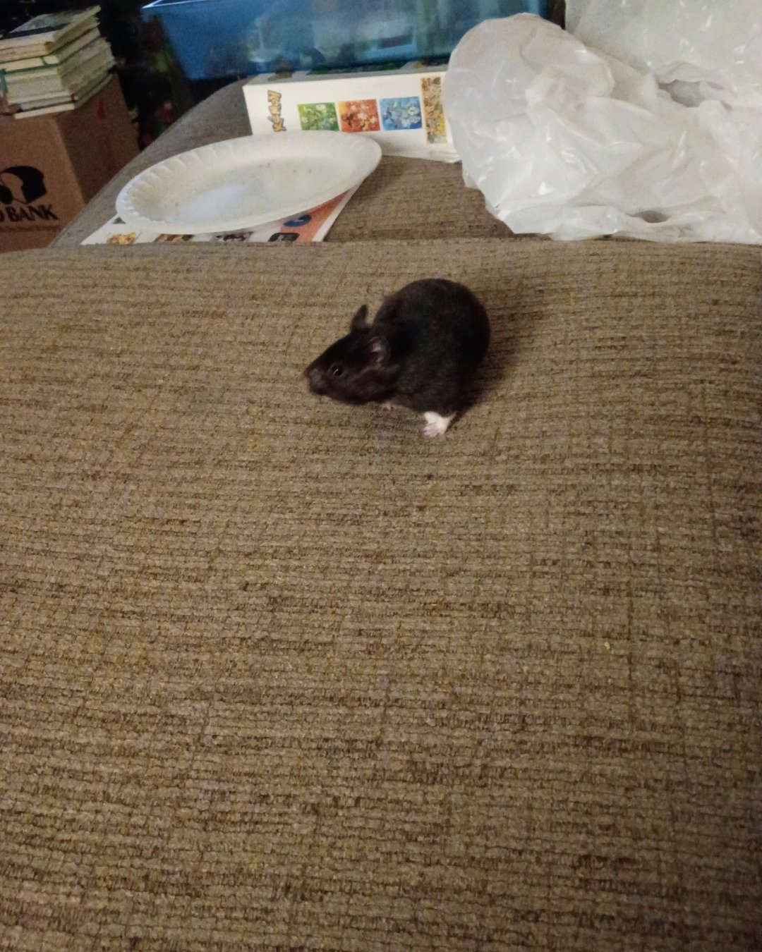 dean the black bear hamster. Rodent, Rat, Plate