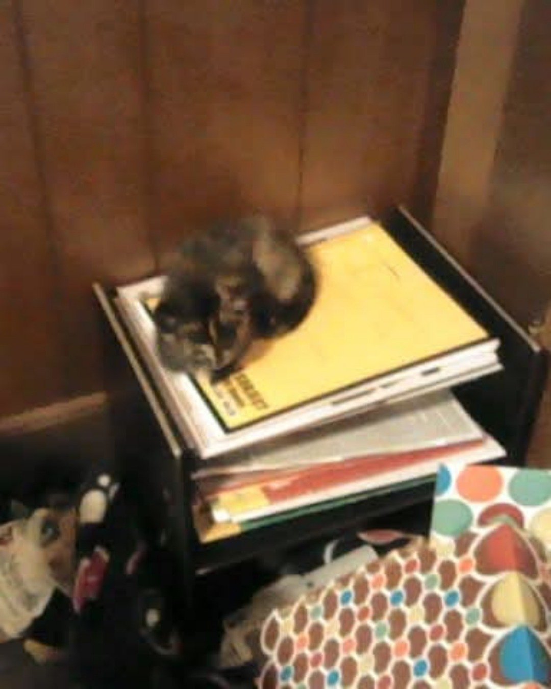 Gizmo. Book, Publication, Furniture, Cat, Kitten
