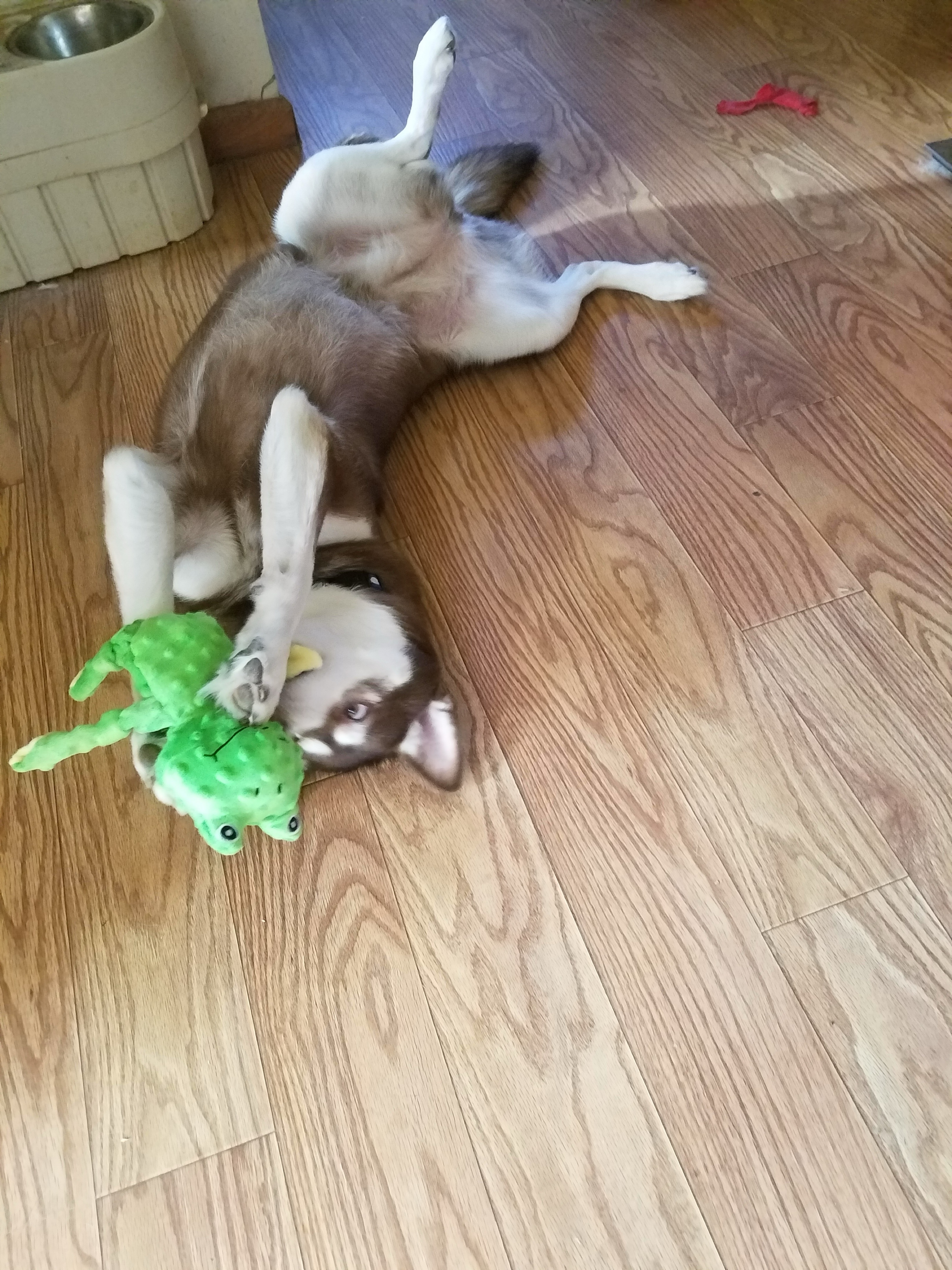 Nala the Siberian Husky