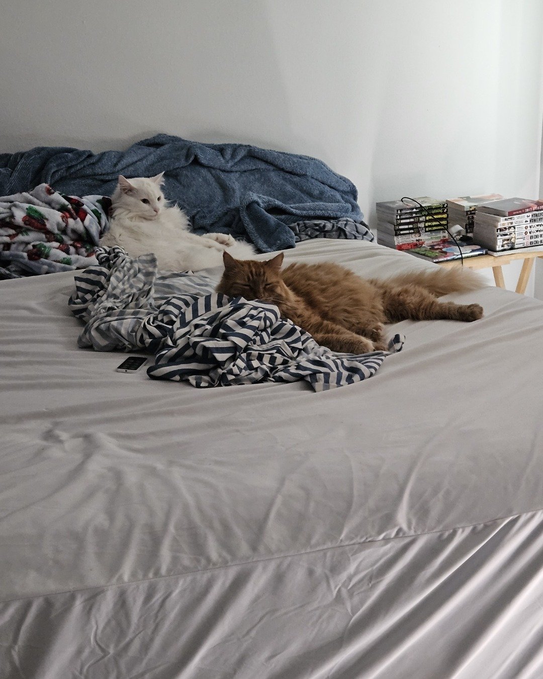 Smudge ( Orange ) And Marshmallow ( White ). Blanket, Furniture, Cushion, Home Decor, Bed, Cat