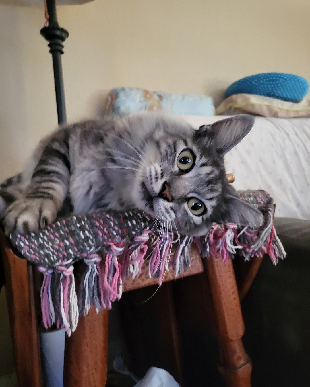 Yeti Freddie. Cushion, Home Decor, Cat, Kitten, Furniture, Couch