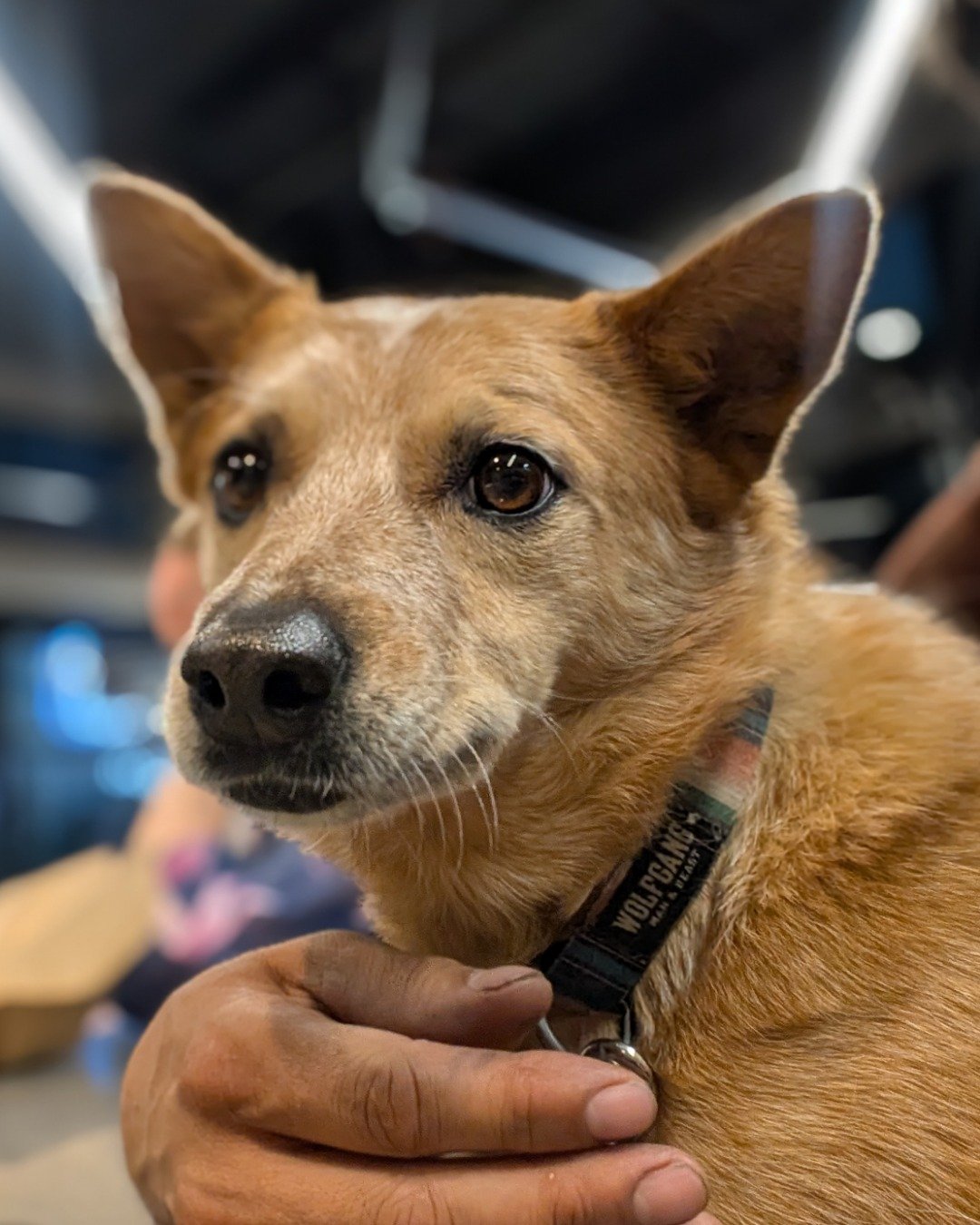 Sage the Australian Cattle Dog — Body Part, Finger, Hand, Person, Dog, Accessories
