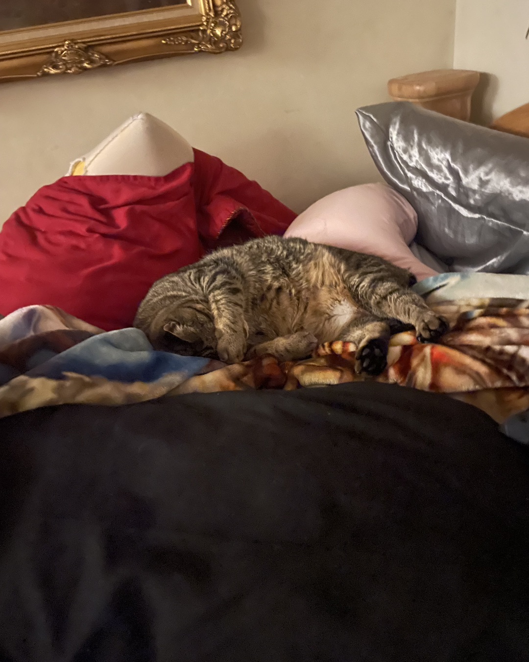 ReyRey — Couch, Furniture, Cushion, Home Decor, Cat, Blanket