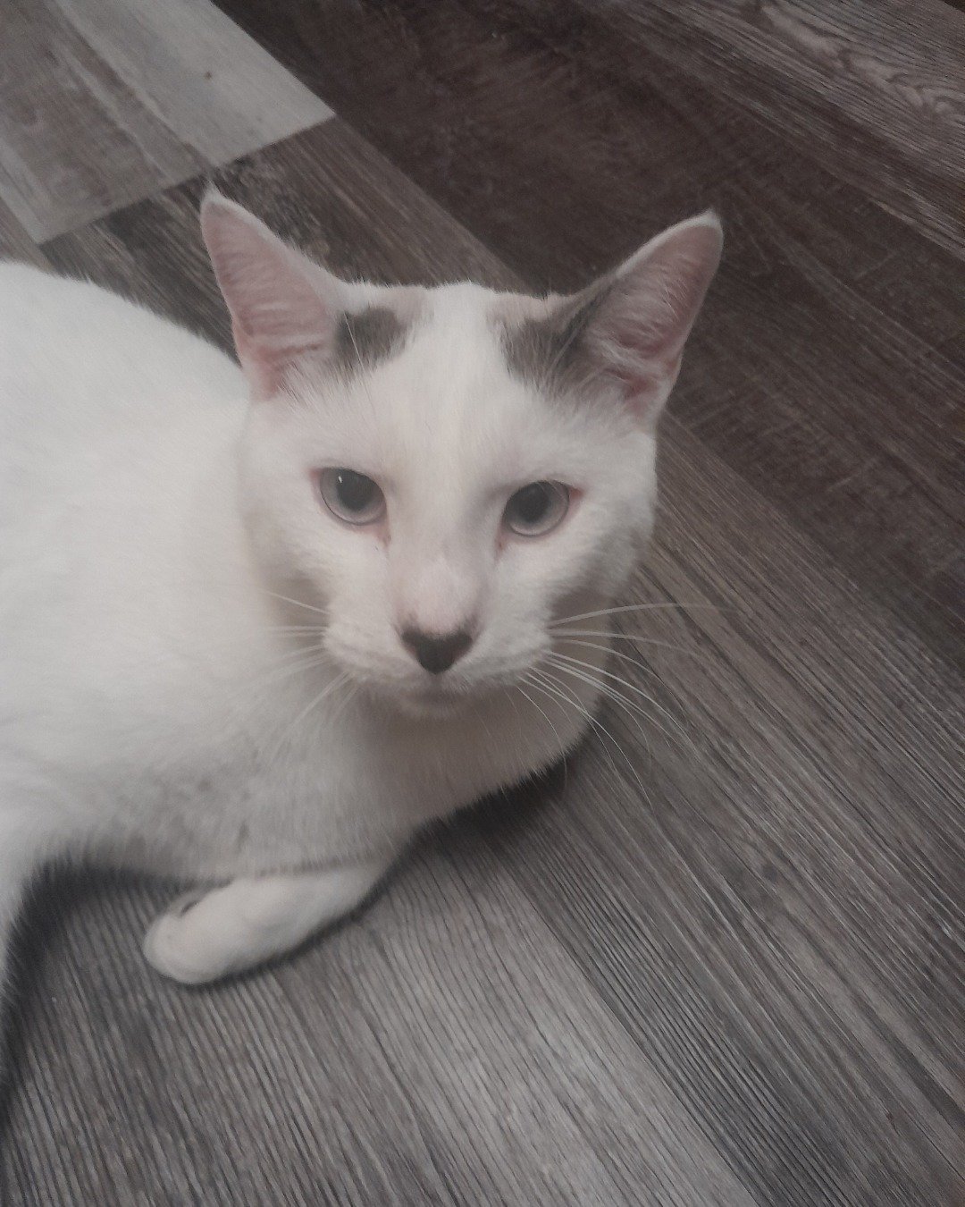 Skeeter the white cat with gray spots. Floor, Wood, Flooring, Cat, Hardwood, Kitten