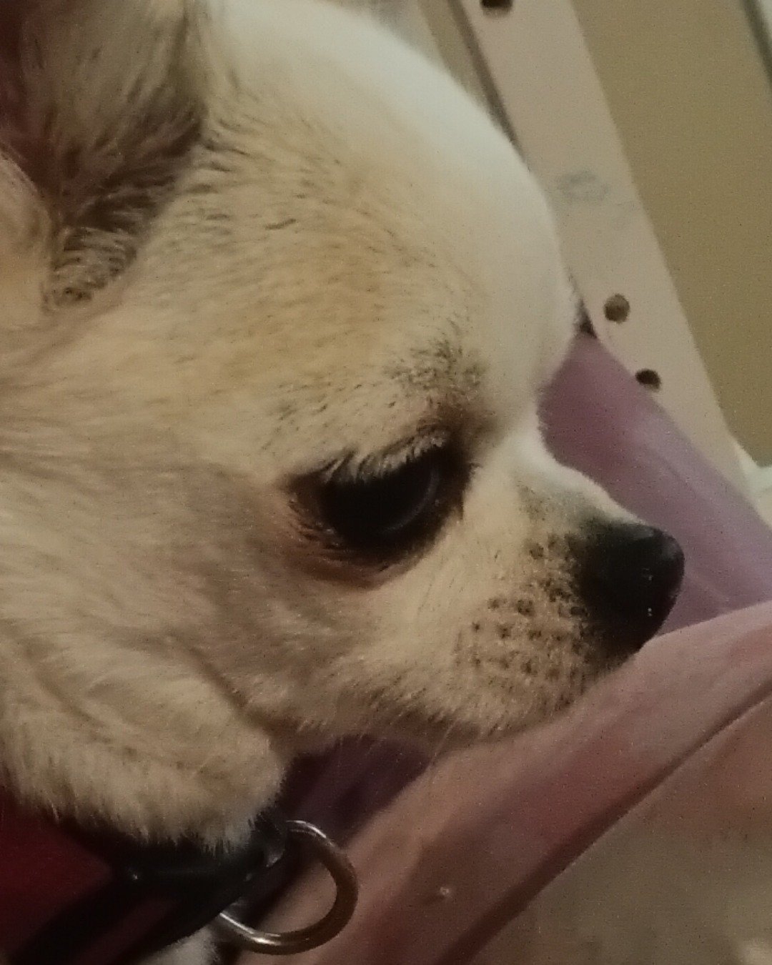 peanut the chuwawa. Dog, Puppy, Chihuahua