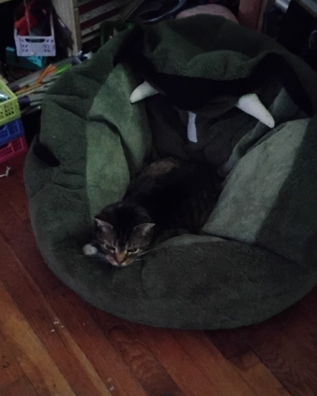 Shadow the Egyptian Tabby. Furniture, Cat