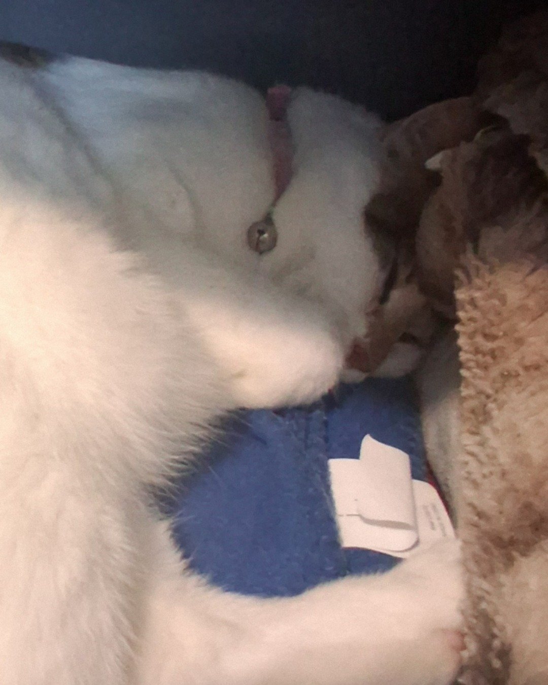 Callie the Calico maincoon. Person, Sleeping, Cat, Dog, Angora, Kitten
