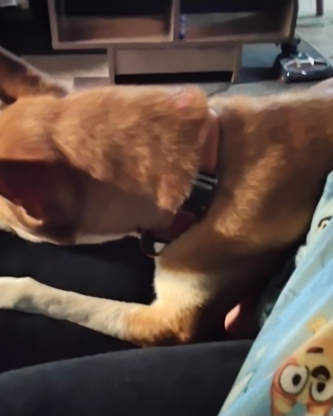 Ace the Husky bit mixe. Dog, Puppy, Person, Sleeping, Hound, Cat