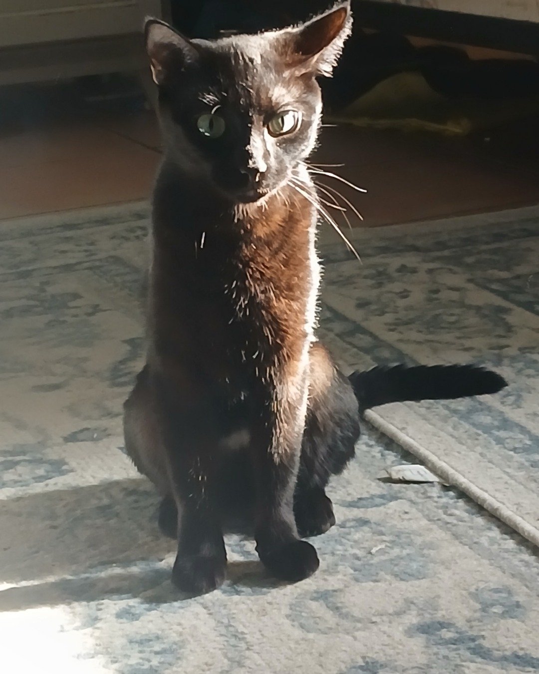Enderchest the Shorthair Burmese cross. Cat, Black Cat