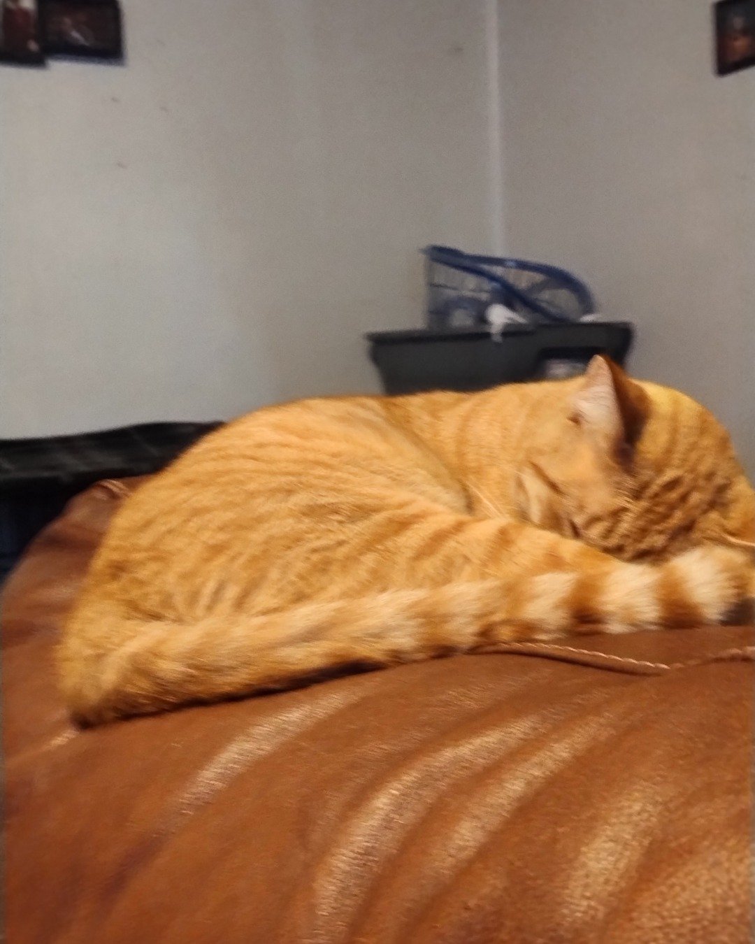 Ginger the tobby cat. Couch, Furniture, Person, Sleeping, Cat