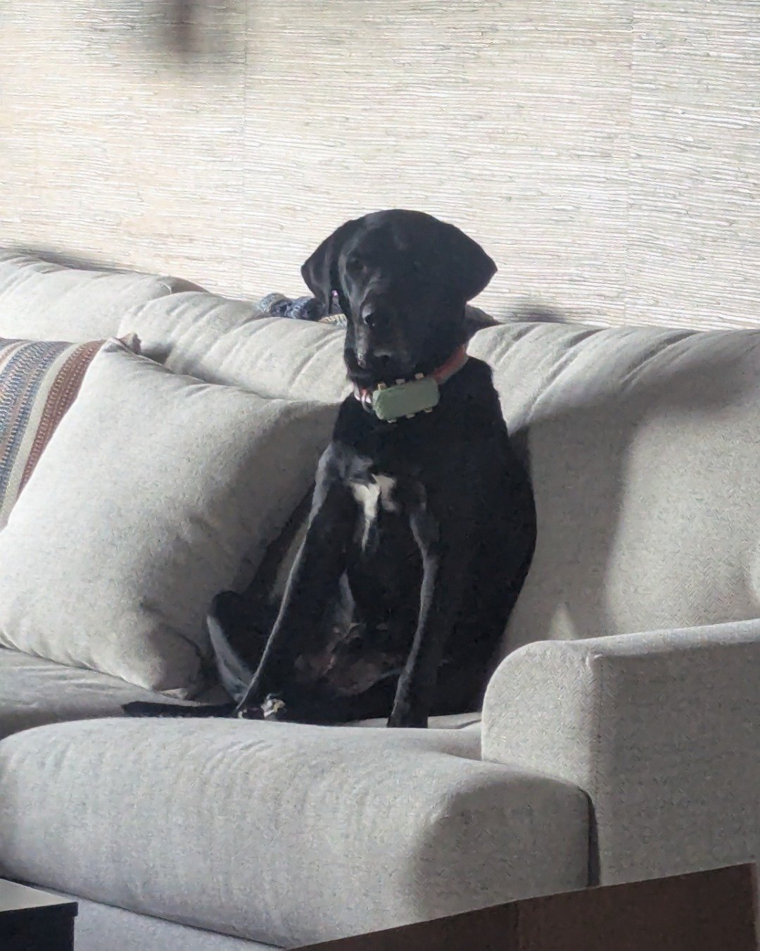 Bo the Lab — Couch, Furniture, Dog, Puppy, Cushion, Home Decor