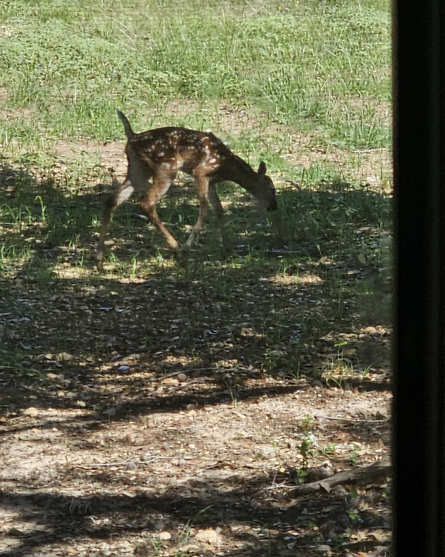 Nature the Deer,Axis Deer,Bucks,Axis Bucks. Deer, Grass, Plant, Field, Grassland, Nature