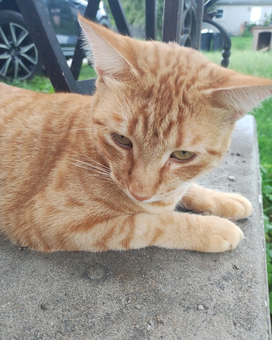 Ginger the tobby cat. Alloy Wheel, Car, Car Wheel, Machine, Spoke, Tire