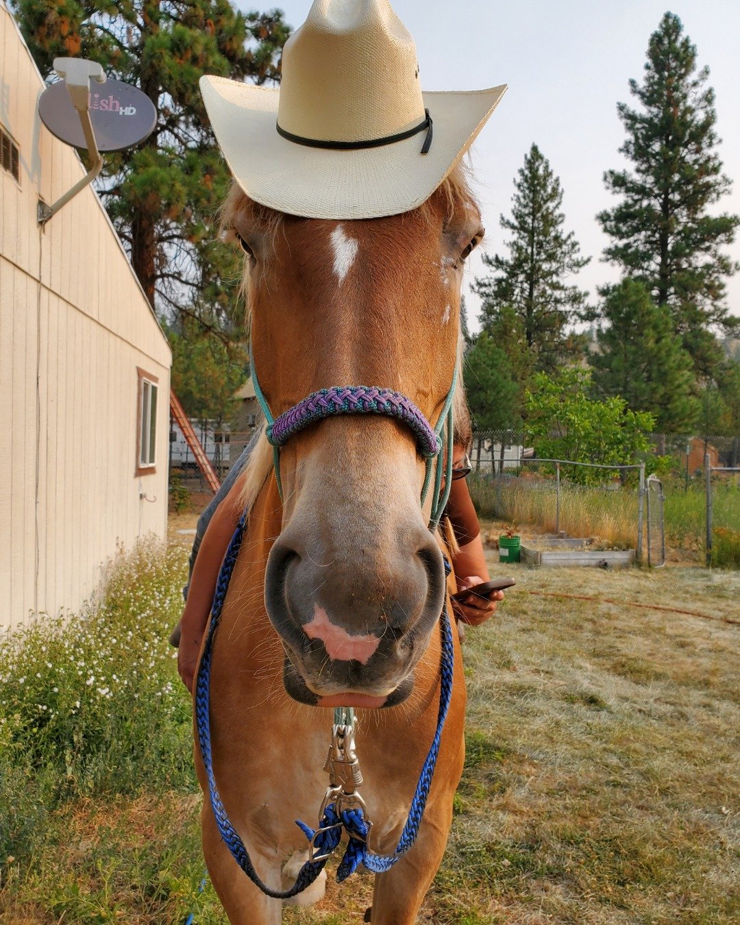 quin. Clothing, Hat, Plant, Tree, Grass, Colt Horse