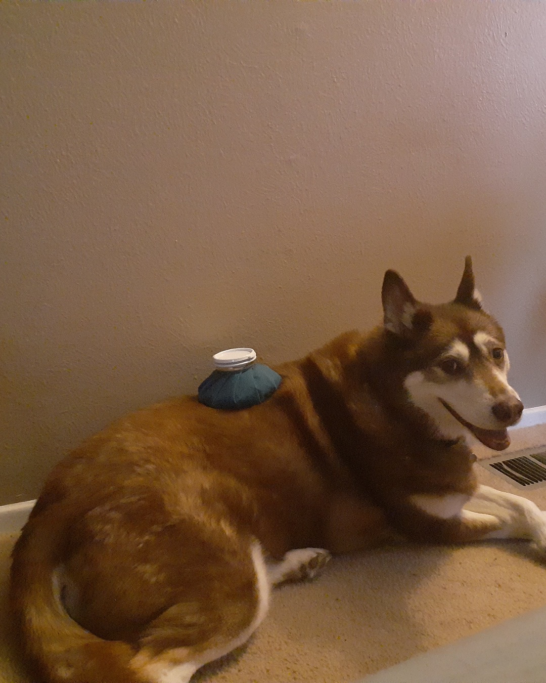 Nala the Siberian Husky — Dog, Husky