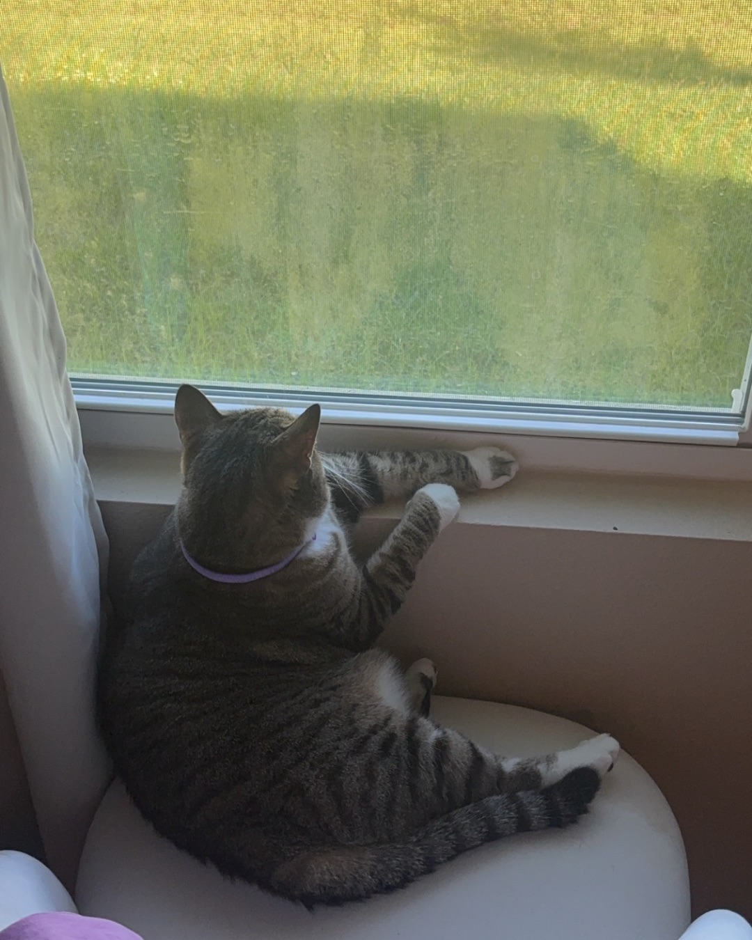 Jasper — Couch, Furniture, Window, Cat, Home Decor, Windowsill