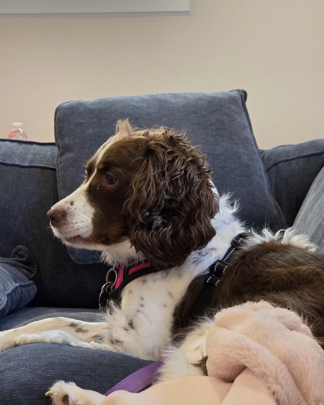 Sparky the English Springer Spaniel. Couch, Furniture, Cushion, Home Decor, Dog, Puppy
