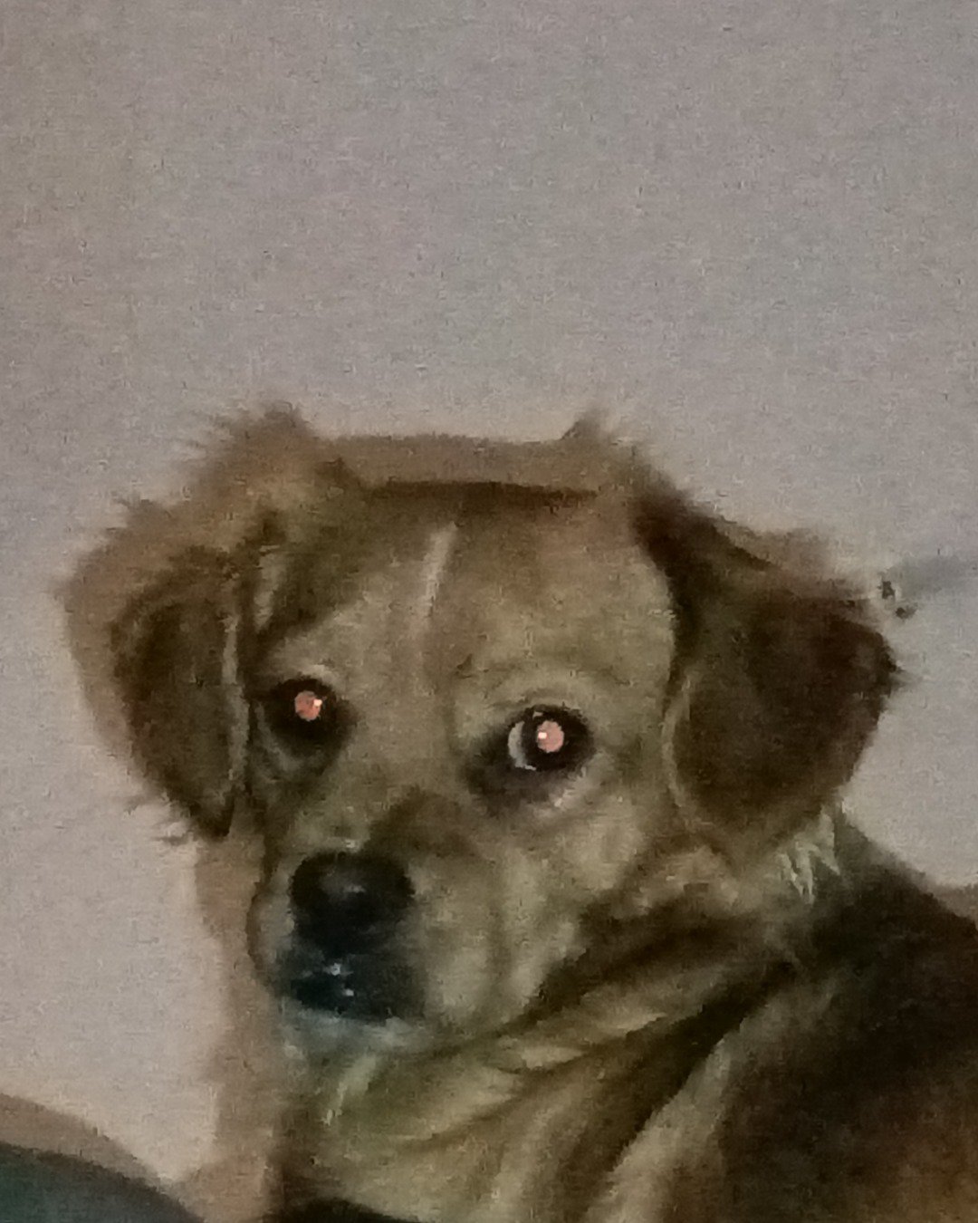 Yuri the PugZu. Dog, Puppy, Person