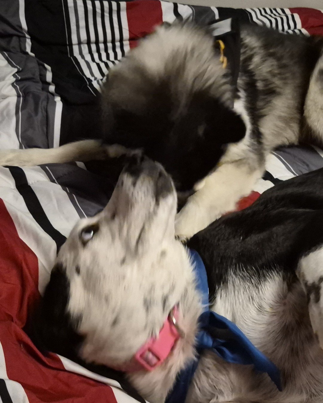 stevie the border collie/lab. Dog, Puppy, Cat, Hound