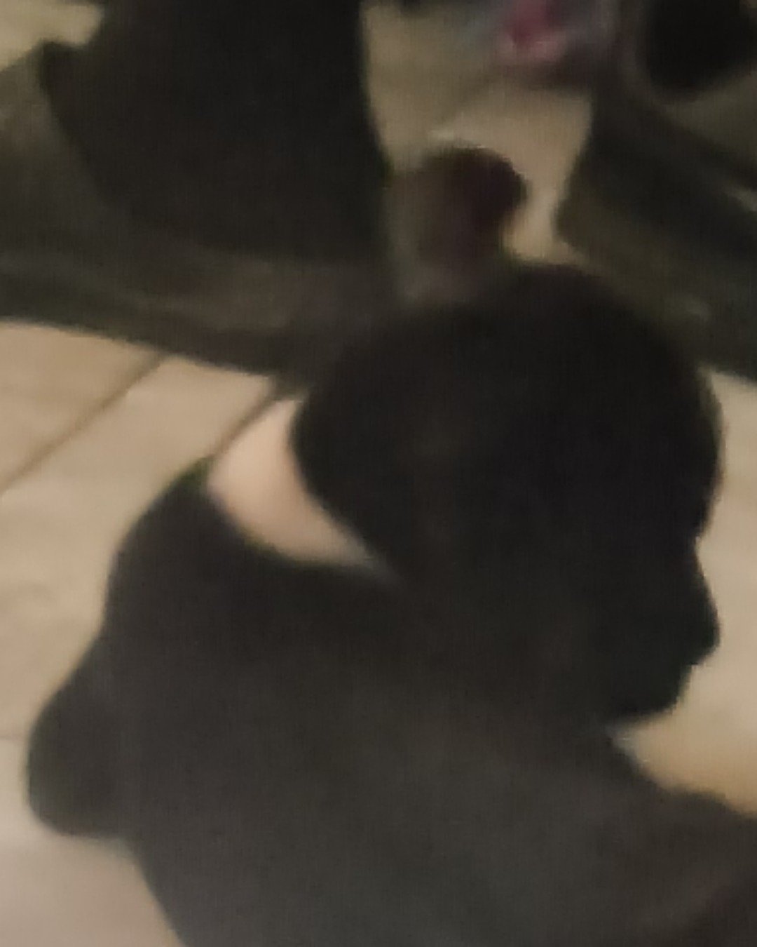 king the pug mixed pet bull. Dog, Puppy, Person