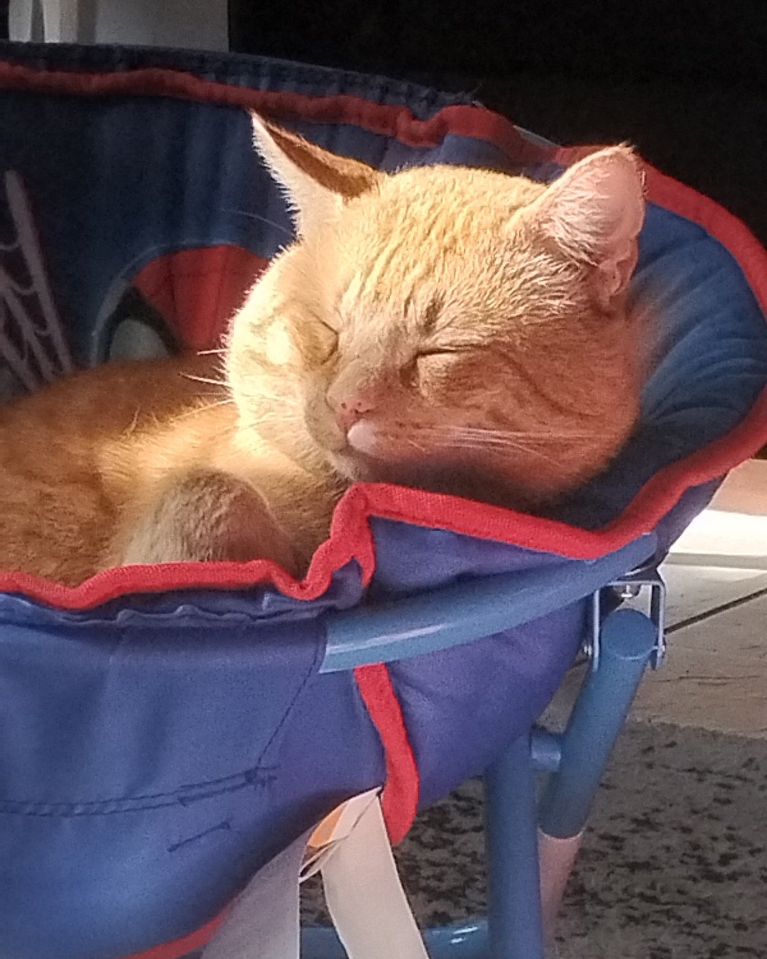 caramel the orange cat. Person, Sleeping, Furniture, Cat, Chair