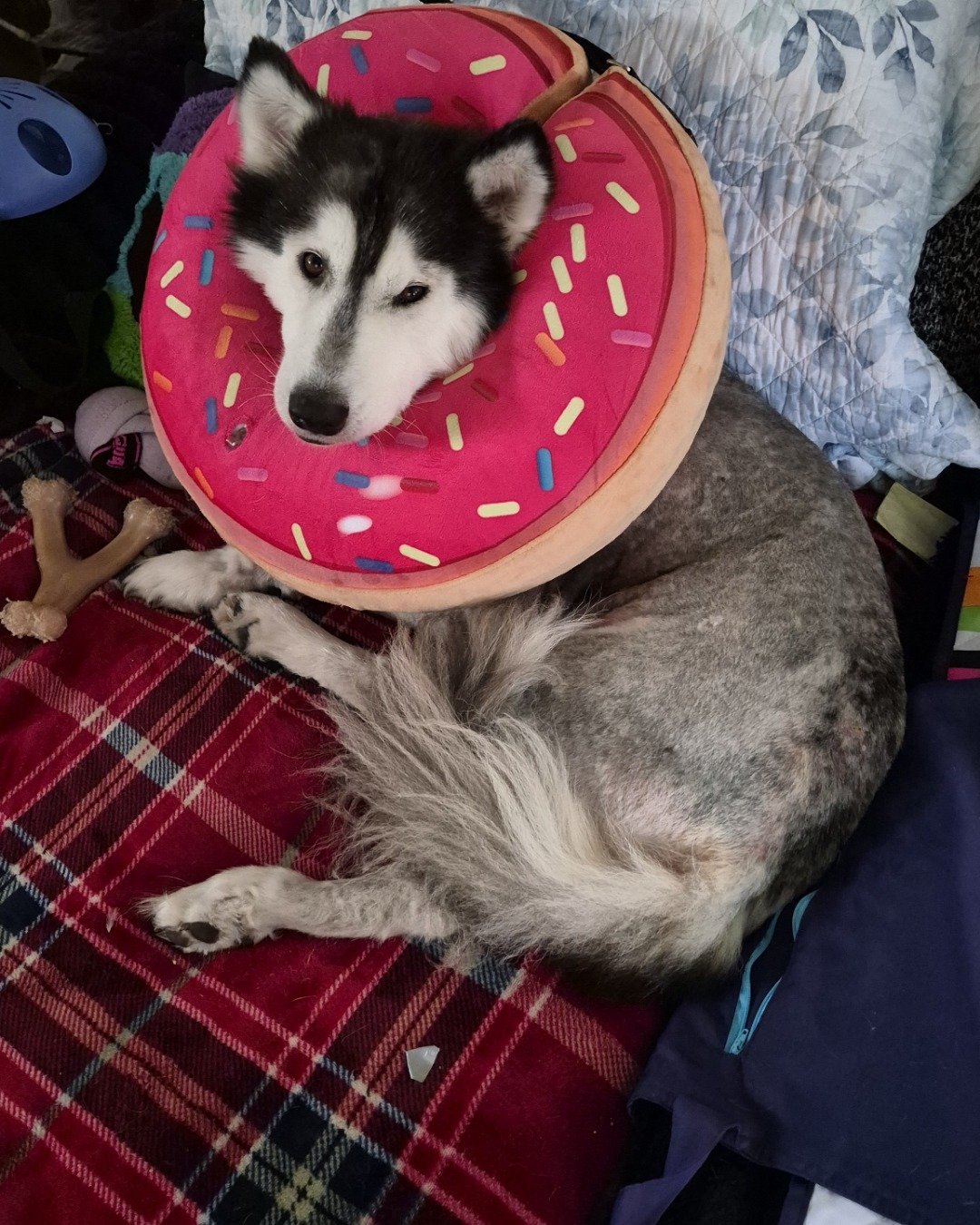Tasha the Husky/wolf. Dog, Husky