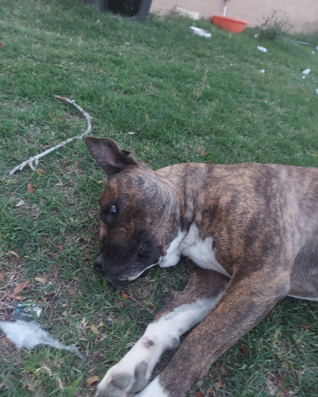 Moxie the pitbull. Grass, Plant, Boxer, Bulldog, Dog, Backyard